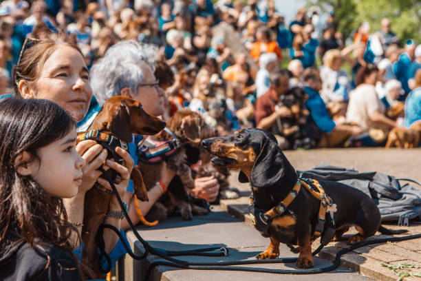 Sausage dogs and event goers at a Dachshund festival meeting in Dorpstraat, Zoetermeer, the Netherlands on 11th May 2024