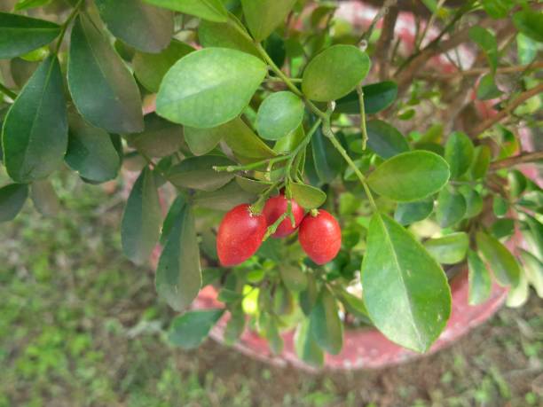 istock Murraya paniculata fruits. 2153028943