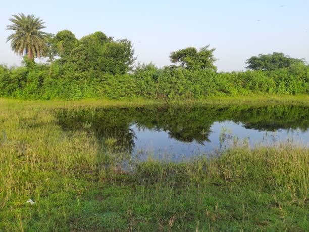 istock Natural pond in grassland. 2153028969