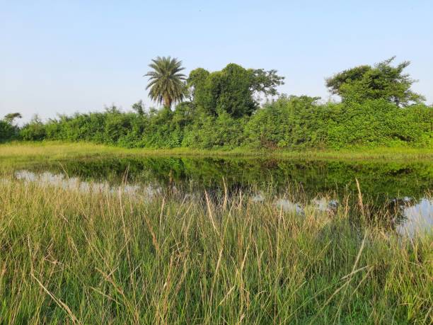 istock Natural pond in grassland. 2153029161