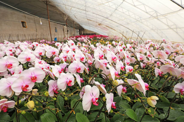 Blooming Phalaenopsis is in the plantation, North China