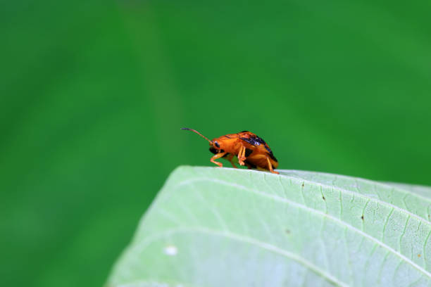 Hispidae family insect crawl on plants, North China