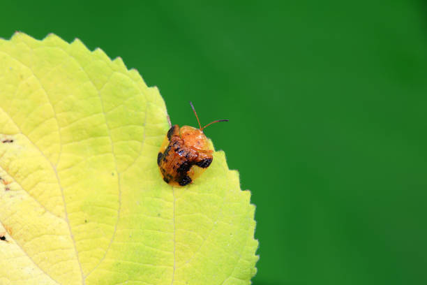 Hispidae family insect crawl on plants, North China