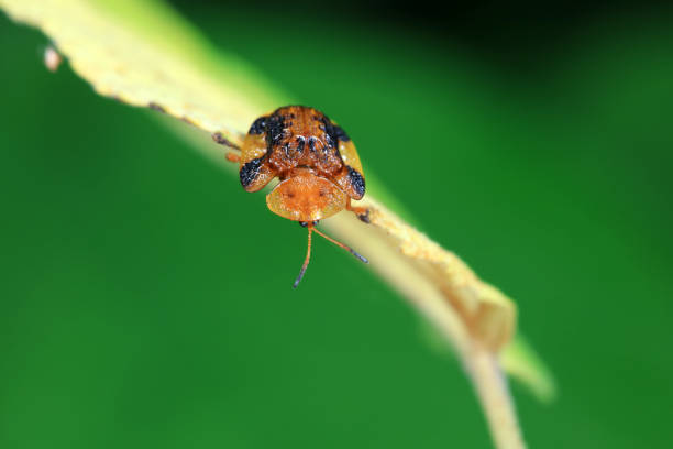Hispidae family insect crawl on plants, North China