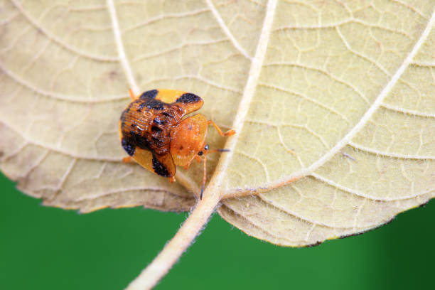 istock Hispidae family insect crawl on plants, North China 2153031206
