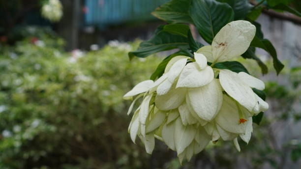Mussaenda pubescens white flowers White Mussaenda pubescens flowers are blooming in the garden. mussaenda stock pictures, royalty-free photos & images
