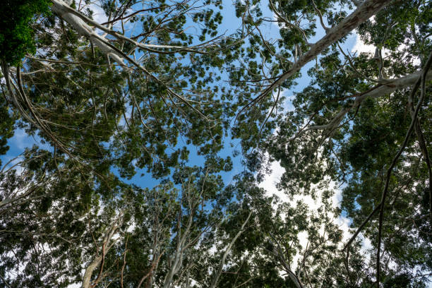 Eucalyptus trees fight for space, Boquete, Panama - stock photo