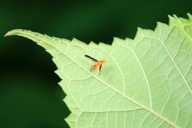 Flies on wild plants, North China