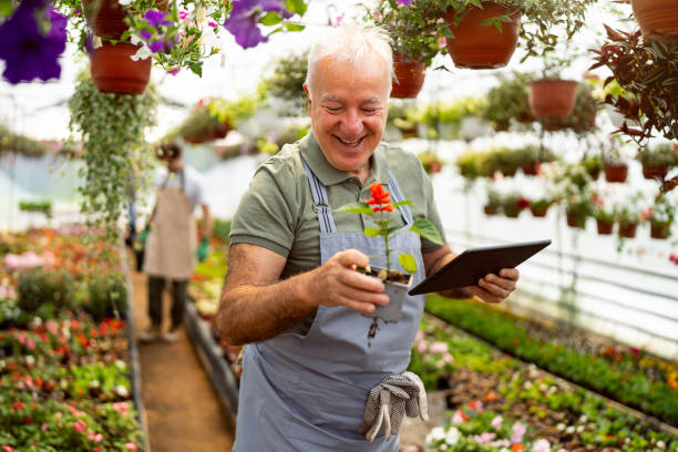 istock Senior Caucasian man using digital tablet while doing quality control at the flower nursery 2153032902