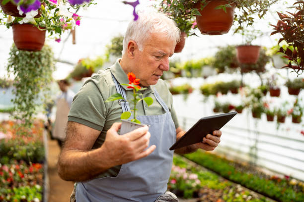 istock Dedicated senior Caucasian man using digital tablet while doing quality control at the flower nursery 2153032904