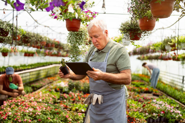 istock Dedicated senior Caucasian man using digital tablet while doing quality control at the flower nursery 2153033020