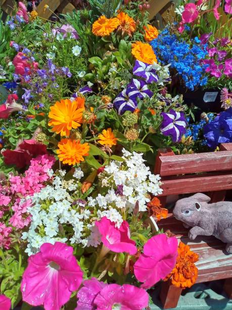 Colorful and cute spring and summer flower planting