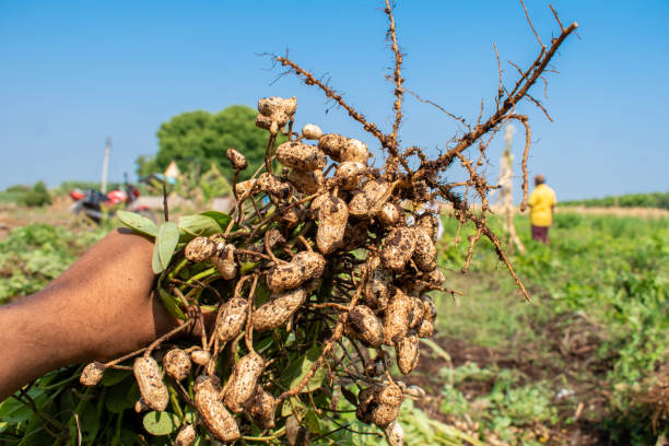 istock Fresh peanuts plants with roots plants harvest of peanut plants. 2153034033