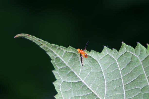 Flies on wild plants, North China