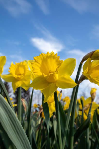 istock yellow daffodils flowers blooming in spring against blue sky 2153034936