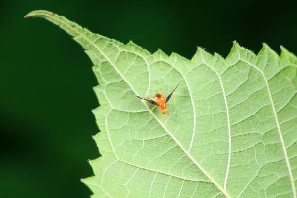 Flies on wild plants, North China
