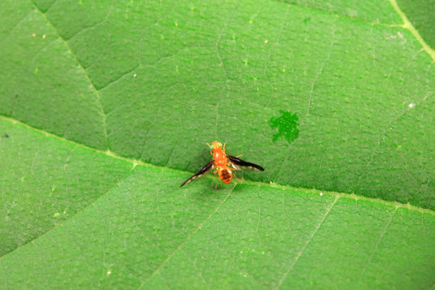 A fly sits on an orange drinking its nectar