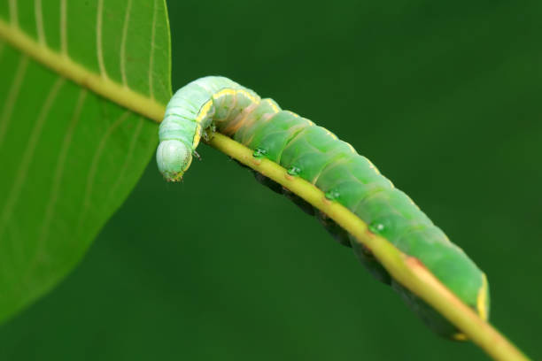 istock Lepidoptera larvae in the wild, North China 2153035163
