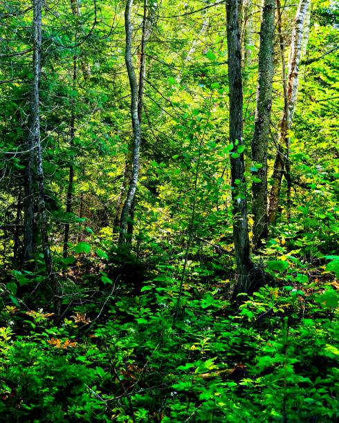 istock A lush green underwood scene 2153035422