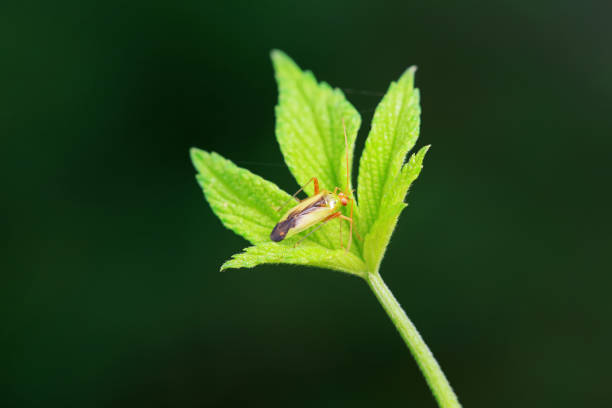 Hemiptera bugs in the wild, North China