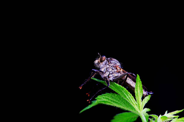 Insectivorous Gadfly in the wild, North China