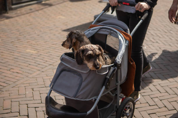 istock Sausage Dogs outdoors enjoying the sun 2153036231