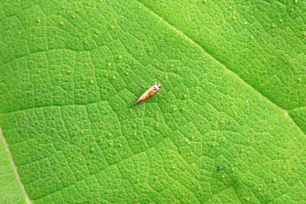 Lepidoptera insects in the wild, North China