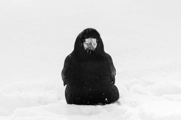 Black rook (Corvus frugilegus) in white snow