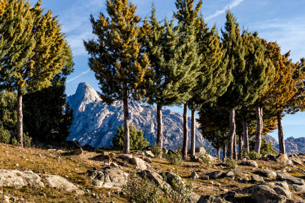 Yelmo cliff behind the pines in Pedriza Regional Park early in the morning. Madrid.
