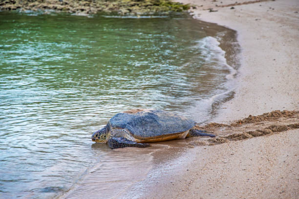 Green sat turtle, Chelonia mydas returning to the ocean after egg laying on the beach at night time. The picture is taken on Palau Selingan also known as Turtle Island in Malaysia