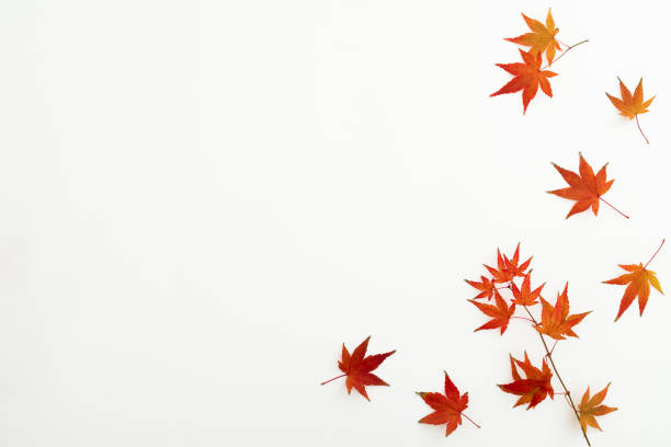 istock Autumnal fall leaves on white background. Flat lay, top view. Thanksgiving day concept. 2153038413