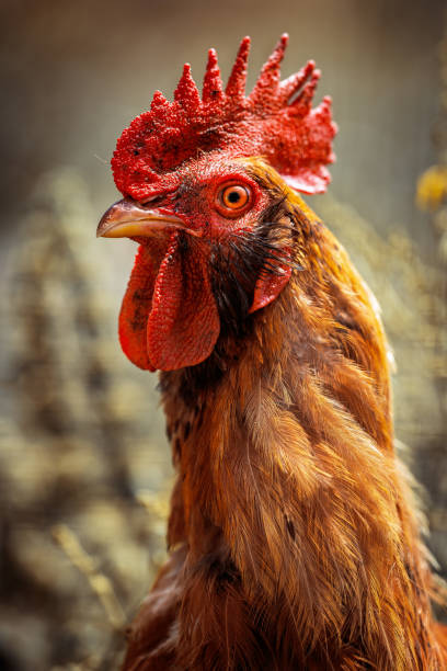 istock Cock, close up portrait 2153039191