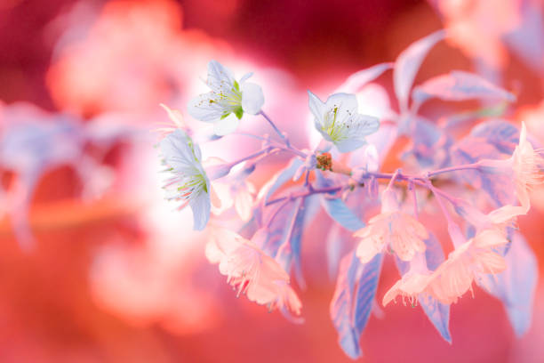 White Wild Himalayan Cherry flowers blooming at Chiang Mai Province, Thailand.
