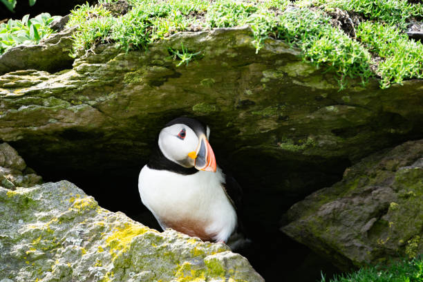 istock Atlantic puffin season on Skellig Michael County Kerry Ireland 2153040062
