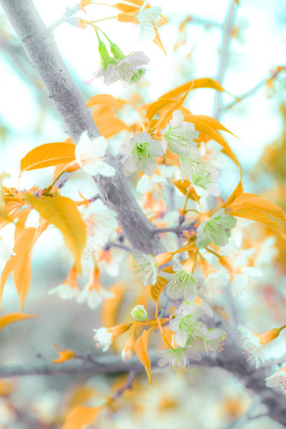 White Wild Himalayan Cherry flowers blooming at Chiang Mai Province, Thailand.