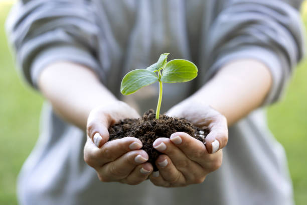 istock environment Earth Day In the hands of trees growing seedlings. 2153042208