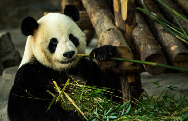 istock Animals in Shanghai zoo 2153042990