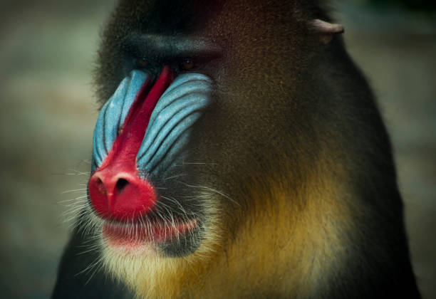 beautiful animals in Shanghai zoo