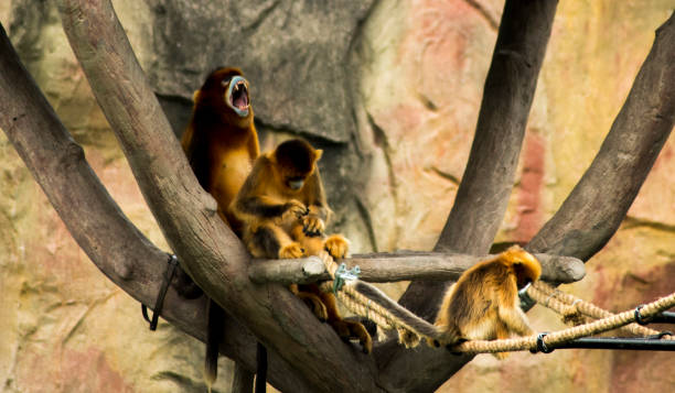 istock Animals in Shanghai zoo 2153043135