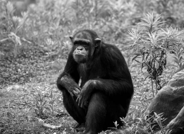 Chimpanzee couple resting and looking, Lisbon ZOO, Portugal