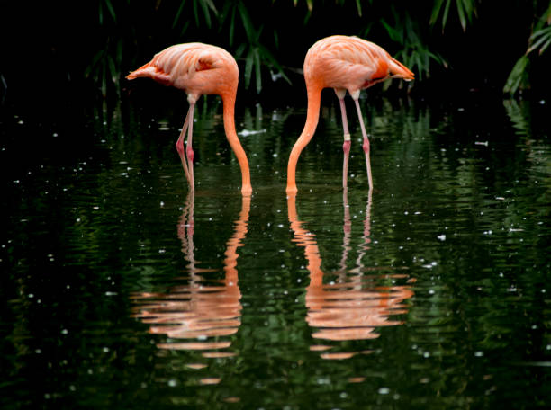 istock Animals in Shanghai zoo 2153043234