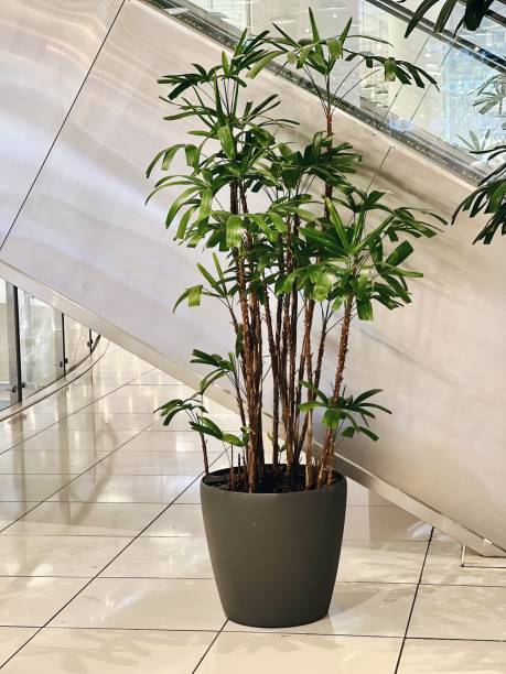 istock Indoor Potted Plant in a Modern Mall Setting 2153043674
