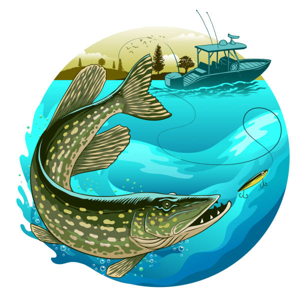 Fishing Boat Catching Pike Fish Colorful Design Vector of Fishing Boat Catching Pike Fish Colorful Design bass fishing boat stock illustrations
