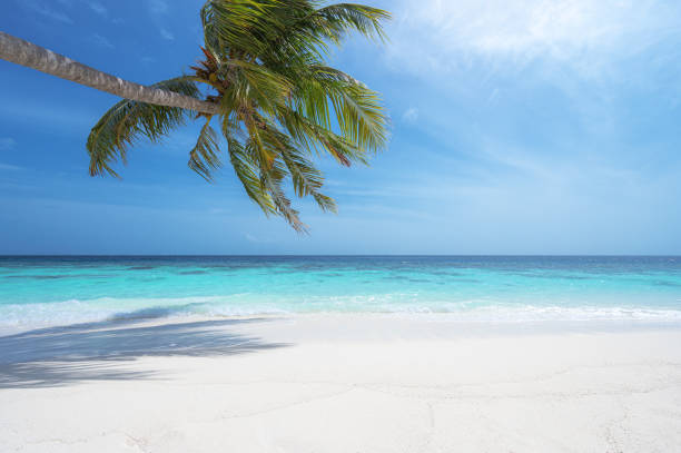 istock Coconut palm tree and beautiful sea on tropical paradise beach 2153050280
