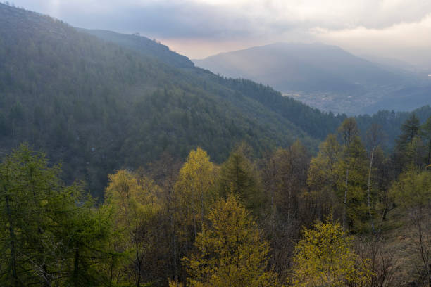 Sunrise through lush forest and misty clouds in springtime