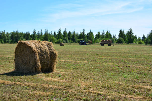 Hay harvesting by tractor in a field in Almaty region of Kazakhstan. June 8, 2016.
