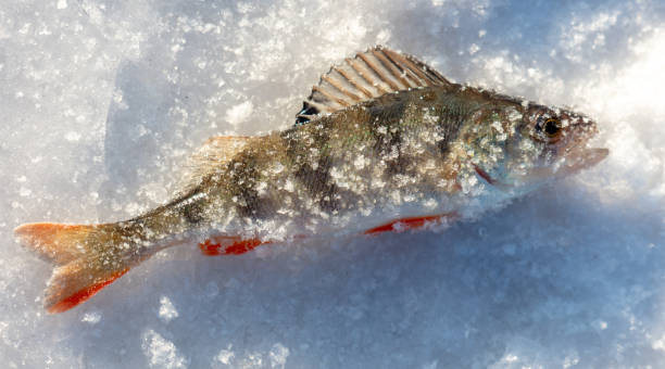 istock Perch fish lies on the snow in winter. Close-up 2153052146