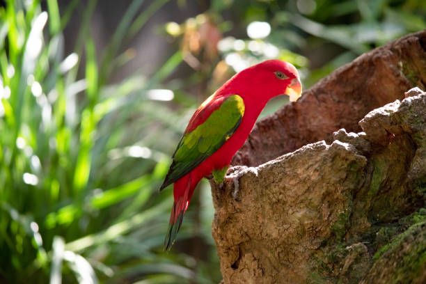 istock the chattering lory is perched on a branch 2153052173