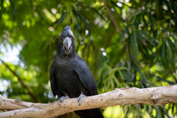 istock thee red tailed cockatoo is perched on a branch 2153052621