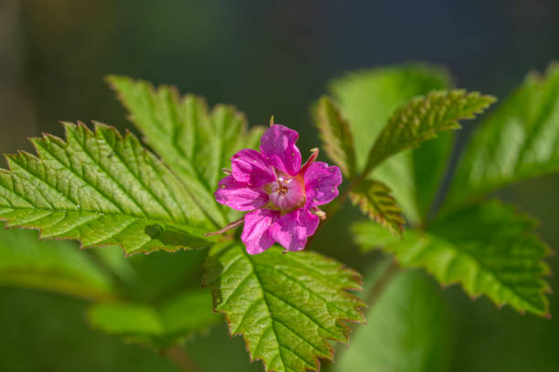 Detailed close up of a vibrant pink flower of the Arctic bramble, rubus arcticus. in bright sunlight